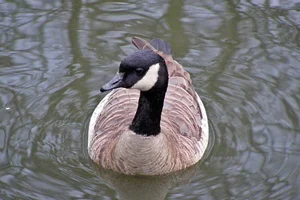 Hutchins' Canadese gans