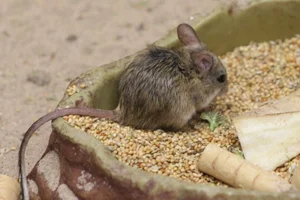Australische Springmuis