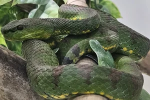 Philippine Pitviper