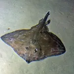 Small-eyed Ray