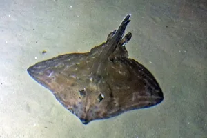Kleinäugiger Rochen