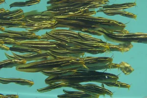Plotosus japonicus