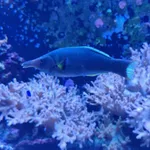 Bird wrasse