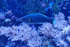 Bird wrasse