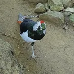Lady Amherst's Pheasant