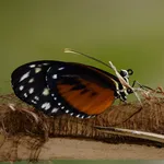 Heliconius hecale (Fabricius, 1775)