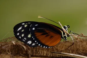 Heliconius hecale