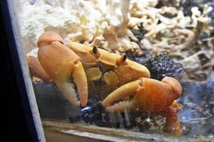 Clipperton Crab