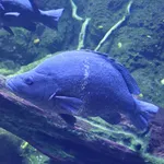 black bream