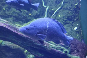 black bream