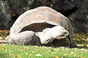 Western Santa Cruz Giant Tortoise