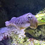 Common Cuttlefish