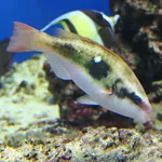Forsten's Parrotfish
