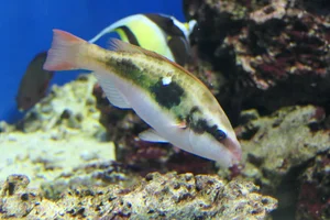 Forsten's Parrotfish