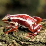Anthony's Poison-Arrow Frog