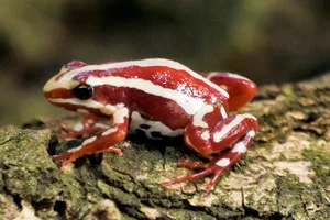 Anthony's Poison-Arrow Frog