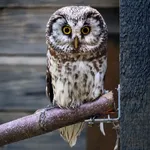 Boreal Owl
