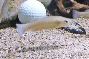 Bermuda killifish