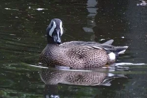 Blauwvleugeltaling