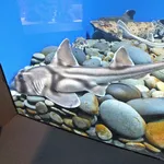 Port Jackson Shark