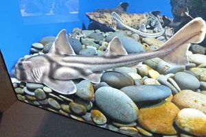 Port Jackson Shark