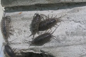 Ligia cinerascens