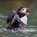 Atlantic Puffin