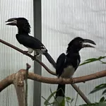 Piping Hornbill (Western)