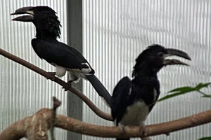 Fluitneushoornvogel