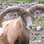 Feral Sheep
