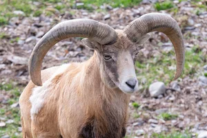 Schaap