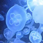 moon jellyfish