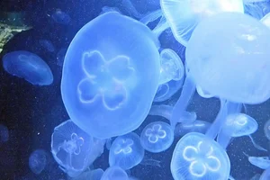 moon jellyfish