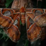 Attacus lorquinii