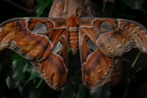 Attacus lorquinii