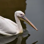 Great White Pelican