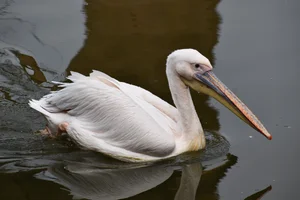Roze pelikaan