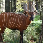 Bongo