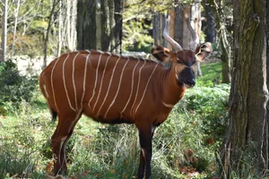 Berg Bongo