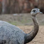 Greater Rhea