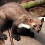 Beech Marten