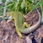 Eastern Green Lizard