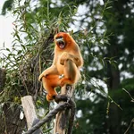 Qinling Golden Snub-nosed Monkey