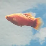 Platy
