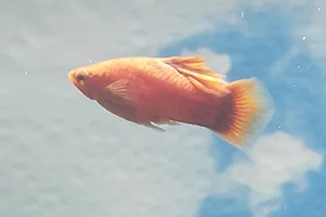 Platy