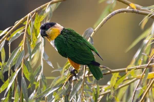 Zwartkopcaique