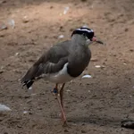 Crowned Lapwing
