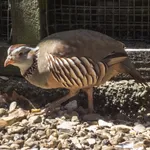 Barbary Partridge