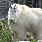 Mountain Goat
