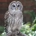 Barred Owl